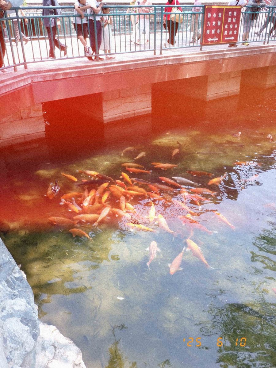 北海公园散步 (1).jpg