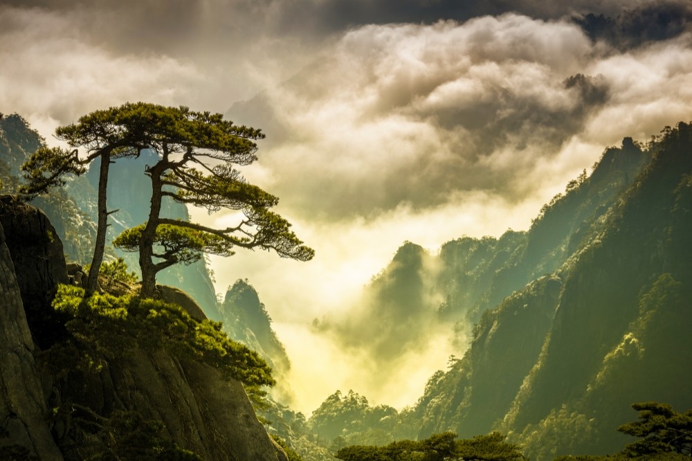 1 崖上松涛  谢遵红 摄_副本.jpg