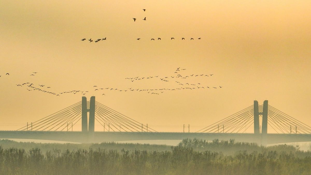 21横1 作品名称：《黄河桥影伴归鸿》;作者：燕瑞国；电话：13853116526.jpg