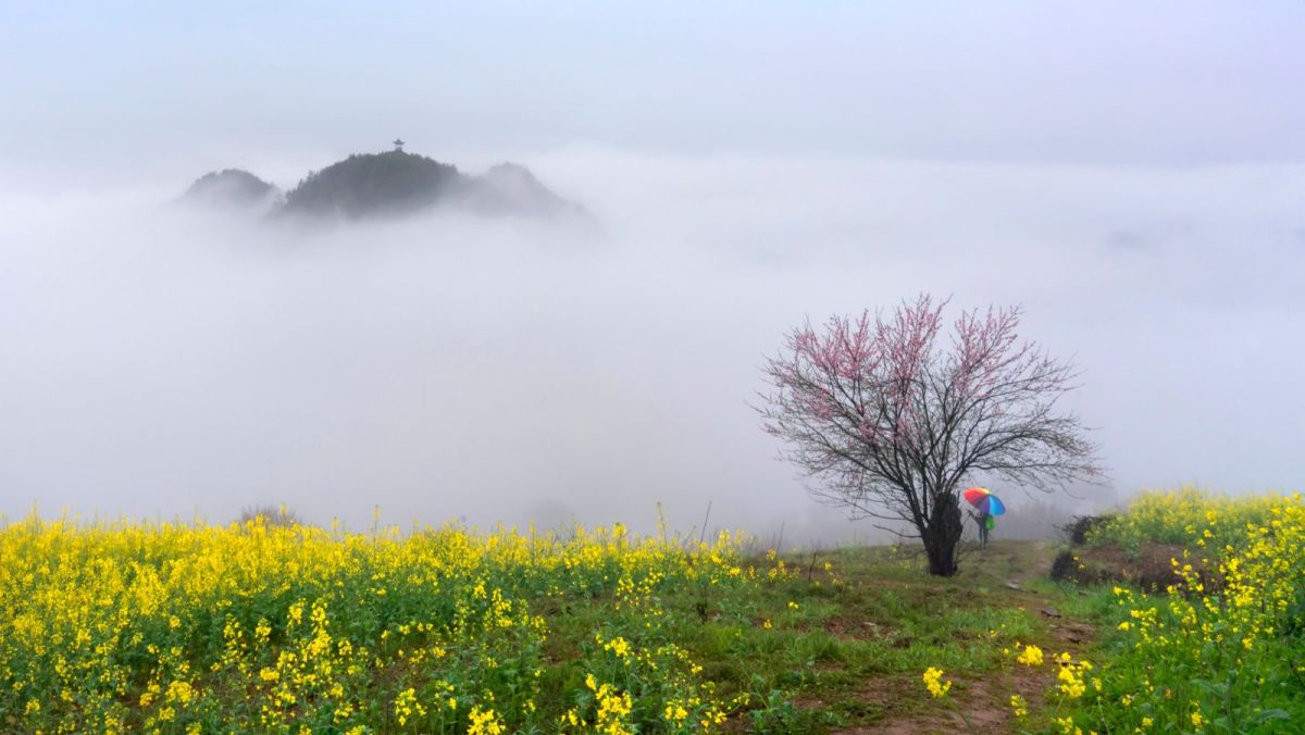 65、20260515第37期13版：雾里看花（晏焱 摄）.JPG